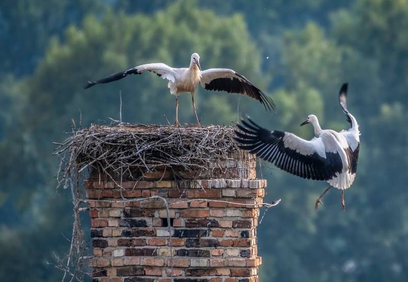 Professional Chimney Animal Removal Services in Memphis, Michigan