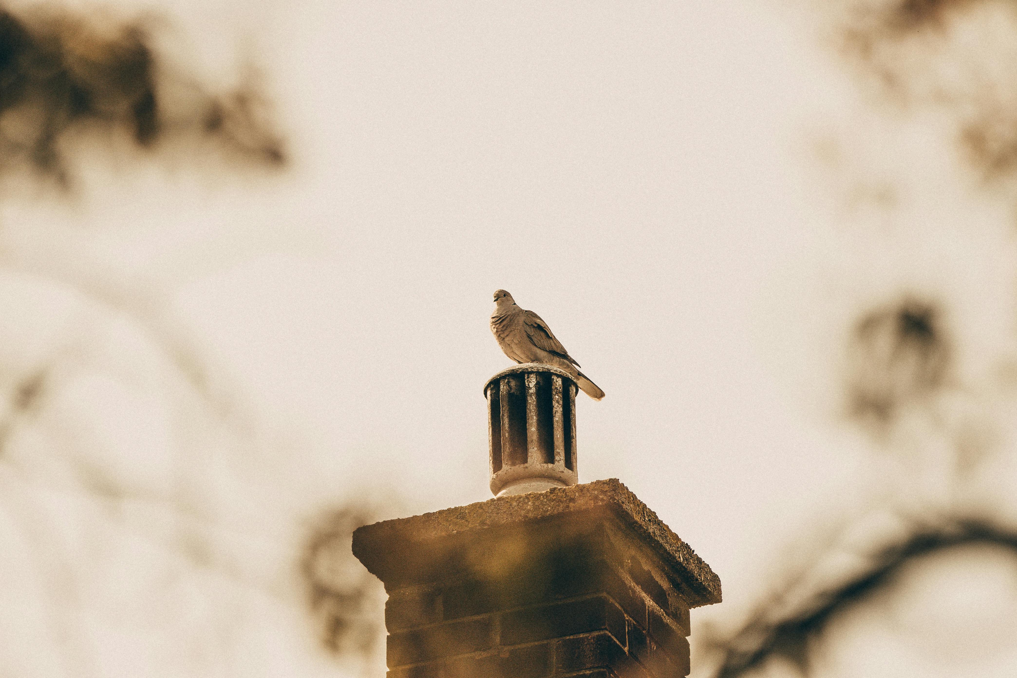 Professional Chimney Cap and Damper In Memphis Michigan